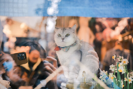 橱窗中的明星猫猫