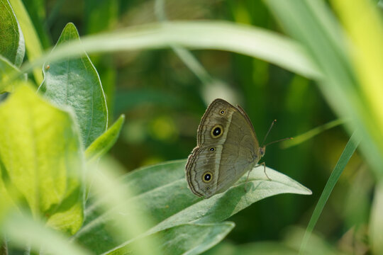 绿草丛里的一只大蝴蝶