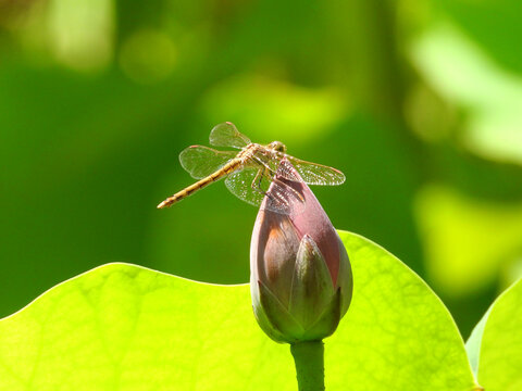 蜻蜓