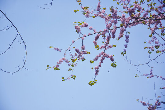 天空与花枝