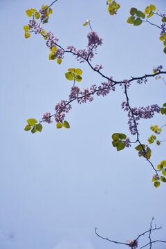 仰拍粉色花枝