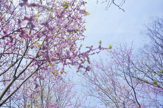 仰拍花枝