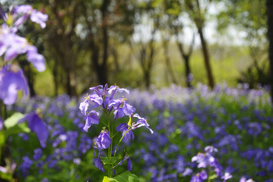 二月兰花开