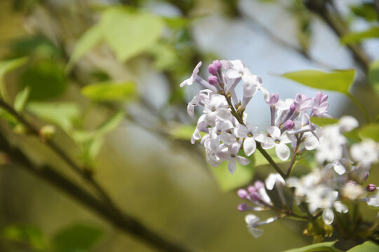 丁香花