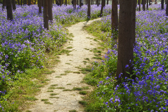 春天浪漫花路