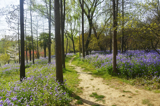 林间花路