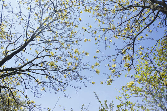 花枝与天空