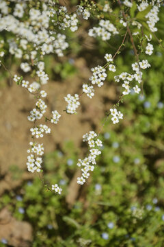 春天里的小白花