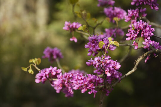 紫荆花