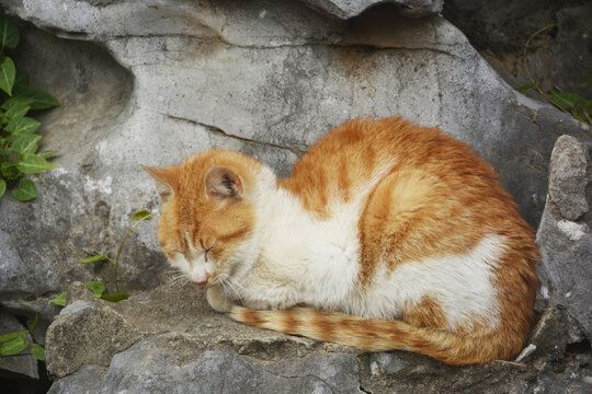 景区睡觉的猫流浪猫