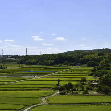 绿色的田野