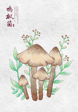 雞樅菌野生菌