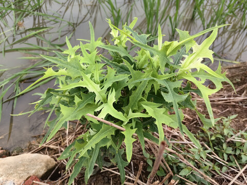 野莴苣翅果菊