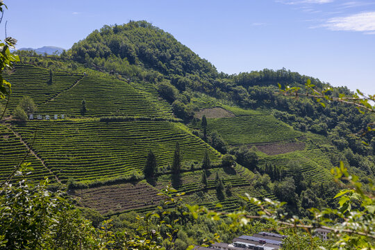 神农架高山茶园