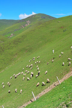 高山牧场羊群