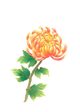 菊花