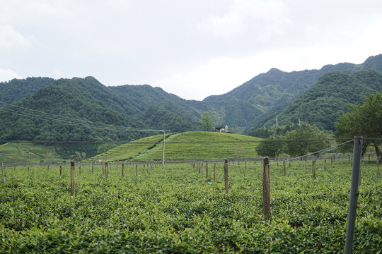 茶山