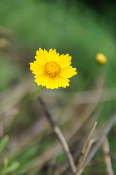 小雏菊