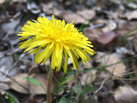 刺角芽