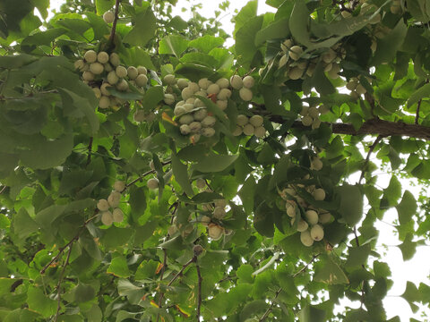 银杏果实特写