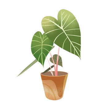 盆栽綠植