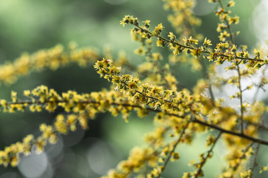 栾树开花