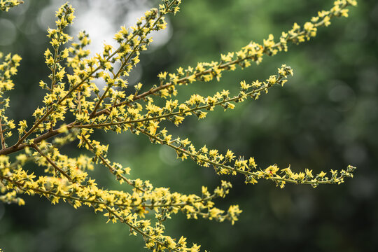 栾树开花