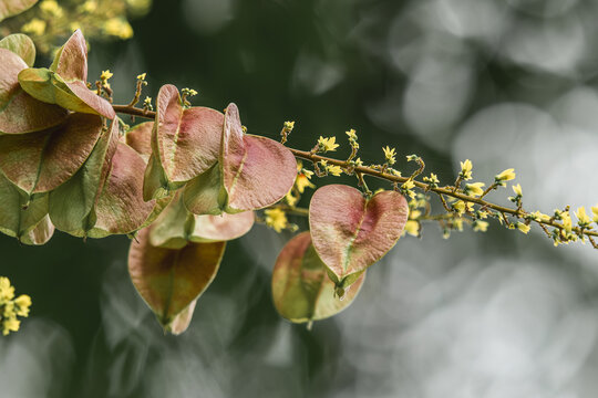 栾树开花