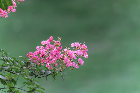 紫微花开