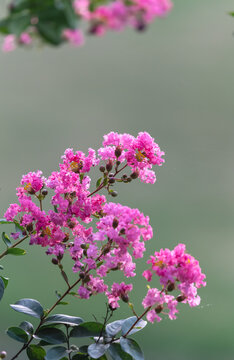 紫微花开