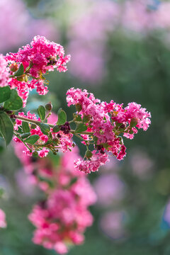 紫微花开