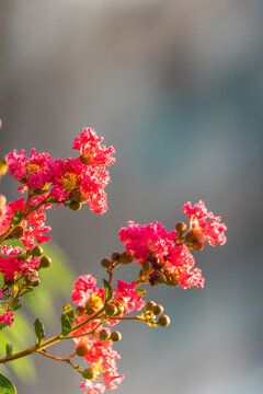 紫微花开