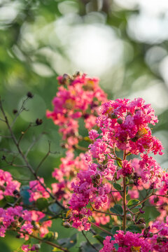 紫微花开