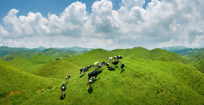 邵阳南山牧场奶牛自然风光