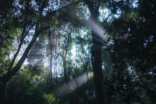 阳光透过树木的丁达尔现象