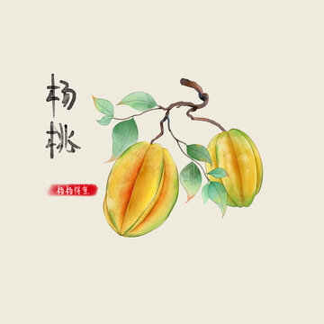 楊桃