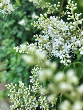 绿色花卉植物