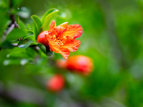 红色石榴花