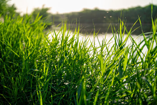 河边的绿草