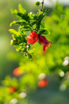 红色石榴花