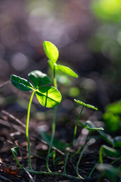 逆光植物幼苗