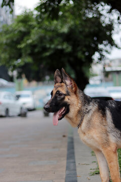 大黑脸德牧犬