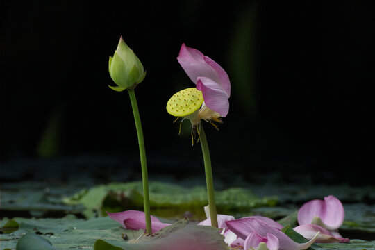 唯美荷花