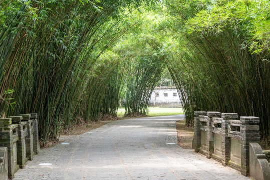 竹林绿荫景观