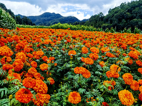 菊花种植基地