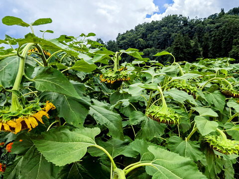 葵花田