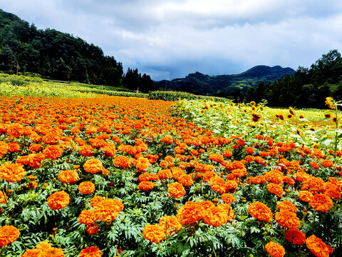 花海