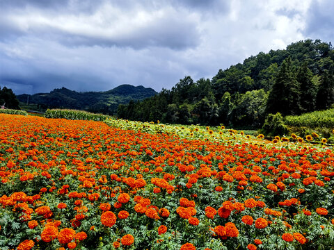 万寿菊花海