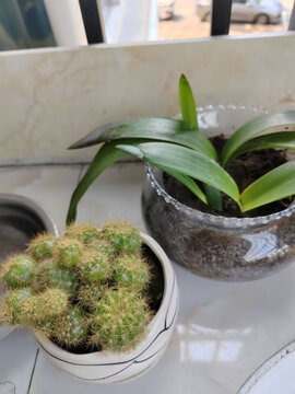 植物仙人球