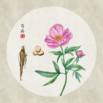 芍药手绘